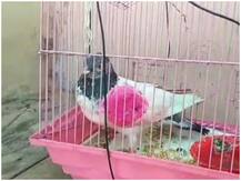 'মোদি সাহেব, ও সন্ত্রাসবাদী নয়, চরও নয়, আমার পোষা পায়রা ফিরিয়ে দিন’, আর্জি পাকিস্তানির