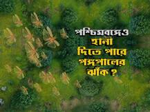 ৪ কোটি পঙ্গপাল একসঙ্গে...! আক্রমণ ঠেকাতে কী পদক্ষেপ নিল কেন্দ্র?