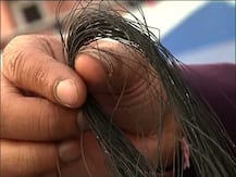 ঘুড়ি ওড়ানোর চিনা মাঞ্জায় নিষেধাজ্ঞা হাইকোর্টের, নিষিদ্ধ সিন্থেটিক সুতোও, কঠোরভাবে পালন, প্রচারের নির্দেশ রাজ্যকে