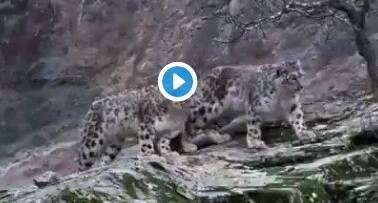 viral video-Snow leopard chases its prey ভাইরাল ভিডিও: পাহাড়ের ঢালু জমি বেয়ে শিকারের ওপর ঝাঁপিয়ে পড়ছে স্নো লেপার্ড, তারপর...