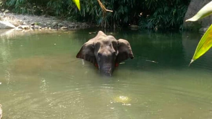 Lets bring an end to these cowardly acts- Virat Kohli, Sunil Chhetri condemn Kerala elephant killing এই কাপুরুষোচিত, ভয়ঙ্কর অপরাধে ইতি টানা হোক, কেরলে গর্ভবতী হাতি হত্যার তীব্র প্রতিবাদে বিরাট কোহলি, সুনীল ছেত্রী