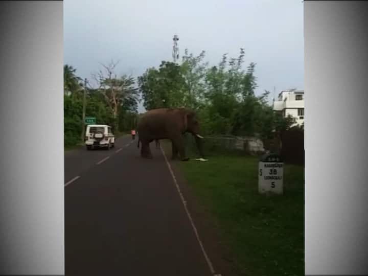  মাথা দিয়ে গাড়িতে ধাক্কাও দেয়।  