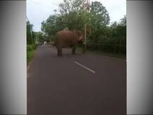 মাথা দিয়ে ধাক্কা, পিছন থেকে গাড়ি উল্টে দেওয়ার চেষ্টা দাঁতালের... শেষ পর্যন্ত কী হল?