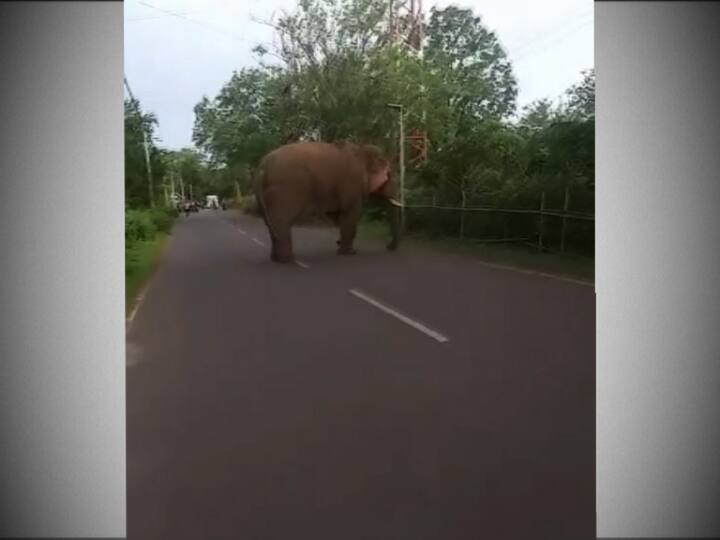 স্থানীয় সূত্রে দাবি, গতকাল বিকেলে কলাবির জঙ্গল থেকে ৫ নম্বর জাতীয় সড়কের ওপর আচমকাই চলে আসে একটি দাঁতাল হাতি। 