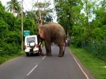 মাথা দিয়ে ধাক্কা, পিছন থেকে গাড়ি উল্টে দেওয়ার চেষ্টা দাঁতালের... শেষ পর্যন্ত কী হল?