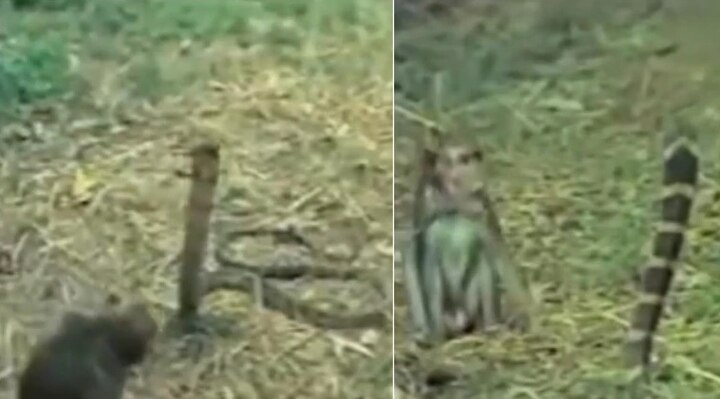 Monkey and snake caught in an intense battle in viral video. Guess who won কিং কোবরার সঙ্গে লড়ছে বাঁদর! শেষ পর্যন্ত কে জিতল? দেখুন...