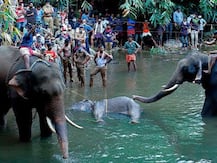 হয়তো ভুল করে বাজি বোঝাই ফল খেয়ে ফেলে কেরলের হাতিটি, দাবি পরিবেশ মন্ত্রকের