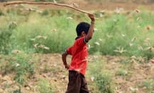 হাতি, শেয়ালের পর এবার মানুষ, তামিলনাড়ুতে খাবার ভেবে বিস্ফোরক খেয়ে মৃত ৬ বছরের ছেলে