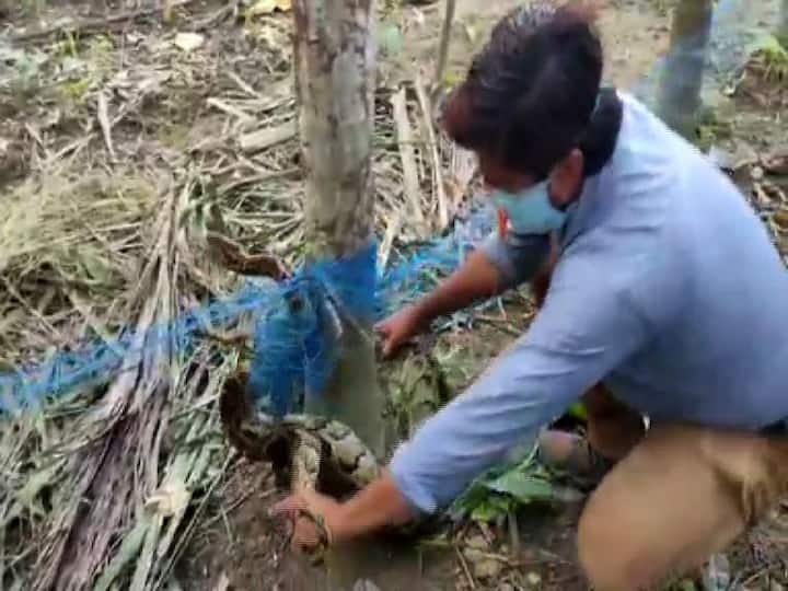 জলপাইগুড়িতে উদ্ধার হল বড় একটি পাইথন। ধূপগুড়ির ডেমটিয়া এলাকায় সুপুরি বাগানের মধ্যে নাইলনের জাল লাগানো ছিল।  