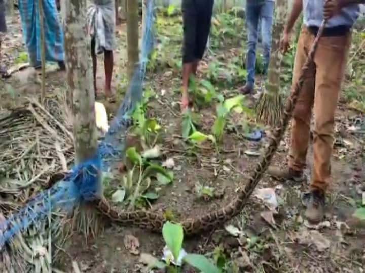 গ্রামবাসীদের দাবি, হাঁস, মুরগি খেতে এসে ওই জালে আটকে যায় পাইথনটি।  