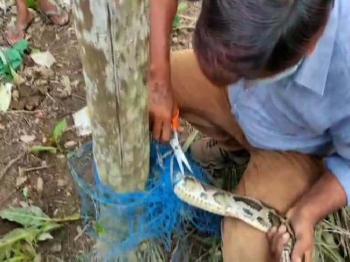 বৃহস্পতিবার সকালে বিষয়টি গ্রামবাসীদের চোখে পড়ে।  তাঁরা খবর দেন ডুয়ার্স নেচার অ্যান্ড স্নেক লাভার্স অর্গানাইজেশনকে। ওই সংগঠনের মাধ্যমে খবর পায় জেলার বন দফতর। 