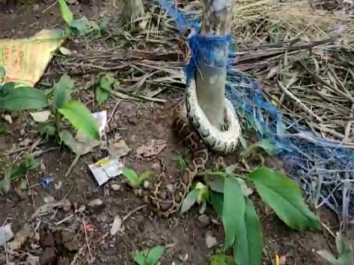 জাল কেটে সাপটিকে উদ্ধার করা হয়।  