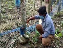 মুরগি ধরতে এসে নিজেই ধরা পড়ল বিশাল পাইথন, দেখুন ছবিতে