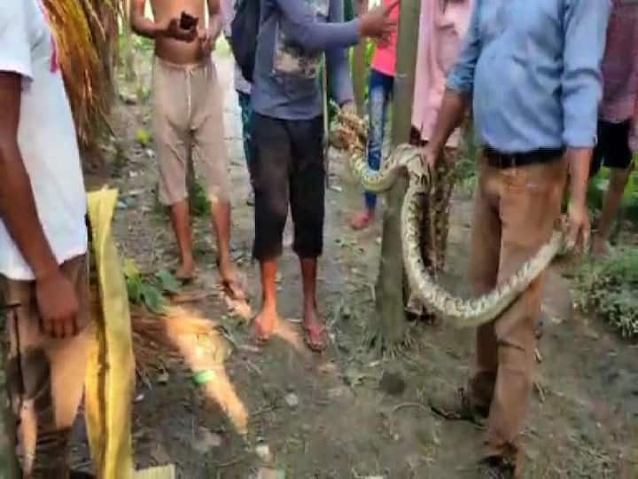 বেশ কয়েক ফুট লম্বা ওই পাইথনটিকে খুট্টিমারির জঙ্গলে ছাড়া হবে বলে বন দফতর সূত্রে খবর।