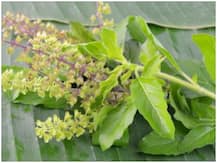 বর্ষায় সর্দি-কাশি? কমাবে তুলসীর সঠিক ব্যবহার