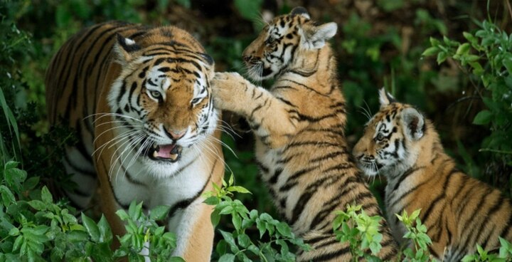 Two Cubs, Adult Tigress Found Dead In Maharashtra's Tadoba Andhari Reserve, Poisoning Suspected মহারাষ্ট্রের জাতীয় উদ্যান থেকে উদ্ধার ৩টি বাঘিনীর মৃতদেহ, বিষক্রিয়া বলে সন্দেহ