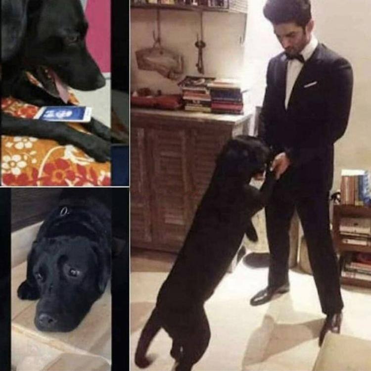 Sushant Singh Rajputs dog is heartbroken with actors demise সুশান্তের মৃত্যুতে ভেঙে পড়েছে তার কুকুর, ছবি পোস্ট করলেন বন্ধু