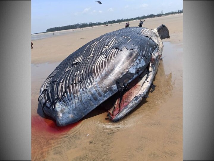 Giant fish at Mandarmani sea shore মন্দারমণির সমুদ্র সৈকতে দৈত্যাকৃতি 'মাছের' দেহ উদ্ধার