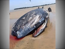 মন্দারমণির সমুদ্র সৈকতে দৈত্যাকৃতি 'মাছের' দেহ উদ্ধার