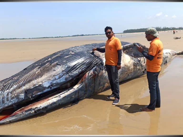 Giant fish mystery in Mandarmani বঙ্গোপসাগরে নীল তিমি? কীভাবে হল মৃত্যু? উঠছে অনেক প্রশ্ন
