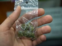 'হদিশ দিচ্ছে ইসরোর স্যাটেলাইট', ‘রেকর্ড’ হাজার কুইন্টাল গাঁজা উদ্ধার ওড়িশায়