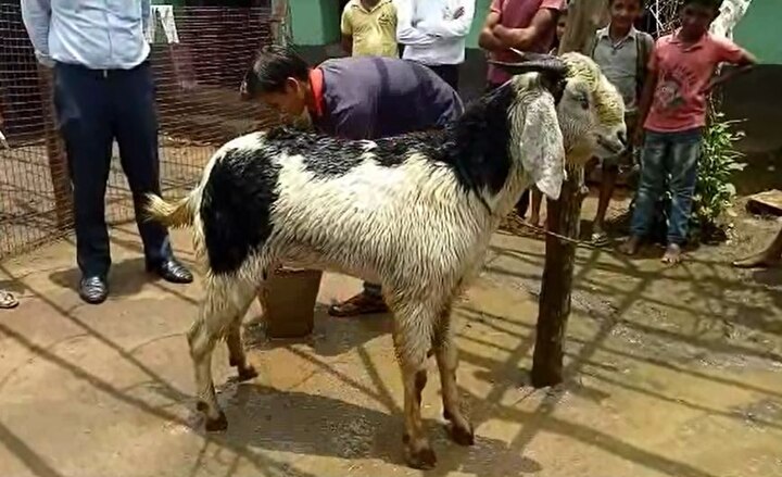 Goats quarantined and tested in Karnataka after shepherd gets COVID-19 করোনা আক্রান্ত পশুপালক, কর্ণাটকে কোয়ারেন্টিনে ৫০টি ছাগল ও ভেড়া