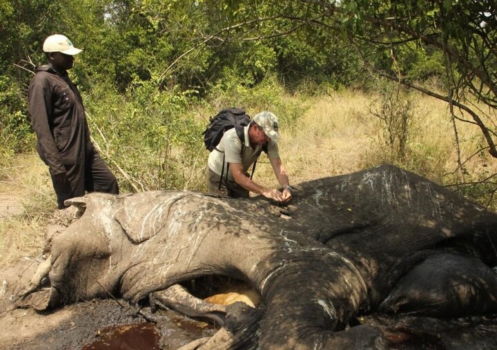 Elephants found dead in southern African, suspects to covid attack আফ্রিকায় সাড়ে তিনশো হাতির রহস্য মৃত্যু, কোভিড সংক্রমণের আশঙ্কা!
