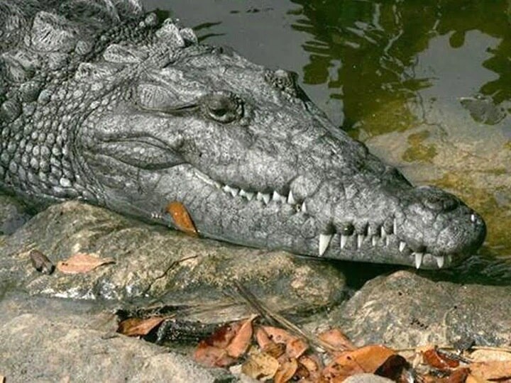 Crocodile Held Hostage by UP Villagers, Rs 50,000 Sought From Forest Department for Release মানুষ নয়, বেঁধে রাখা হল কুমির! ৫০ হাজার টাকা মুক্তিপণ দাবি উত্তর প্রদেশের এই গ্রামের বাসিন্দাদের
