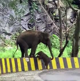 Viral Video: Elephant In Kerala Uses Trunk To Help Calf Over Barrier মায়ের শুঁড়ের ঠেলায় ডিভাইডার পার হল শাবক, কেরলের ভিডিও ভাইরাল