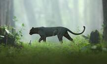 কর্নাটকের জঙ্গলে ব্ল্যাক প্যান্থার, ছবি ভাইরাল সোশ্যাল মিডিয়ায়, ‘বাঘিরা, মোগলি কোথায়!’, মন্তব্য ইউজারদের