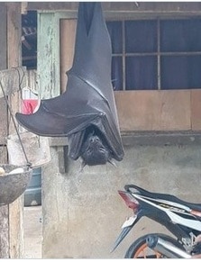 picture of a Human-Sized Bat viral in social media ‘মানুষের আকৃতি’র পেল্লাই বাদুড়ের ছবি ভাইরাল সোশ্যাল মিডিয়ায়, আসলে....