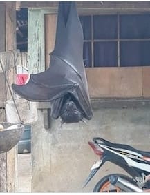 ‘মানুষের আকৃতি’র পেল্লাই বাদুড়ের ছবি ভাইরাল সোশ্যাল মিডিয়ায়, আসলে....