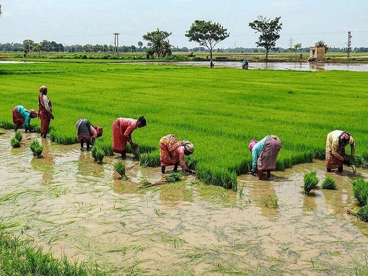 sowing-data-good-monsoon-hope-for-economy-kharif-crops-projections উমপুন, নিসর্গের ফলে এবার আগেই এসে গিয়েছে বর্ষা, কৃষিক্ষেত্রে ফলন ভাল হওয়ার আশা