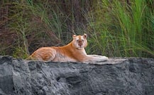 কাজিরাঙায় দেখা গেল ভারতের একমাত্র ‘সোনালি বাঘ’, ভাইরাল হল ছবি