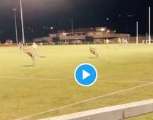 মাঠে ঢুকে হুটোপুটি জোড়া ক্যাঙারুর, ব্যাঘাত ফুটবল ম্যাচে, মজাদার ভিডিও ভাইরাল