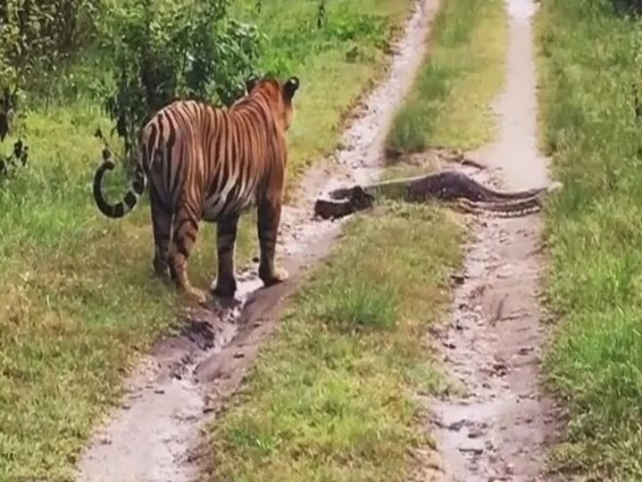 the tiger was roaming in the forest suddenly python appeared video দেখুন: জঙ্গলে বাঘের রাস্তায় চলে এল অজগর....