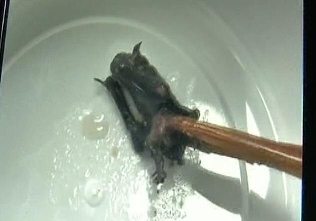 Wuhan Family Rushes To Hospital To Get Tested For COVID-19 After Finding Dead Bat In Soup স্যুপে ভাসছে মরা বাদুড়, হাসপাতালে করোনা পরীক্ষা করাতে গেল চিনের এই পরিবার