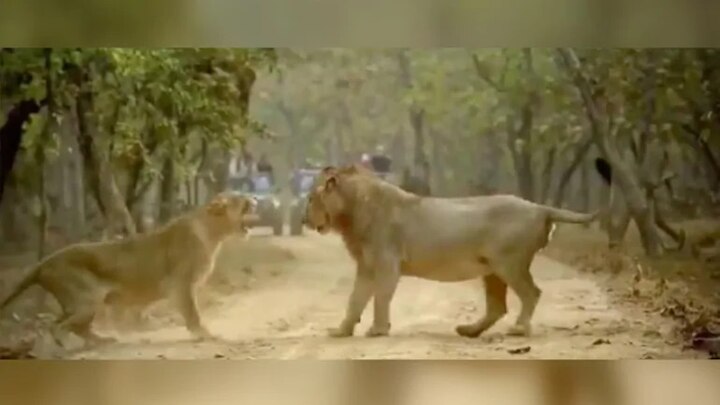 Video of fight between lion and lioness in Gir Forest goes viral গির অভয়ারণ্যে সিংহ-সিংহীর লড়াই, পর্যটকেরা মন্ত্রমুগ্ধ, ভিডিও ভাইরাল