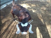 সরকারের লাগানো গাছের চারা খেয়ে ফেলায় তেলঙ্গানায় আটক ১৫টি ছাগল, ৩,০০০ টাকা করে জরিমানা!