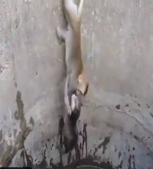 দুরন্ত প্রচেষ্টায় কুয়ো থেকে শাবককে উদ্ধার মা বাঁদরের, ভিডিও নজর কাড়ল সোশ্যাল মিডিয়ায়