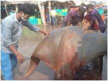 দিঘার সমুদ্রে ধরা পড়ল ৮০০ কেজি ওজনের বিশাল শংকর মাছ, বিক্রি হল ৫০ হাজার টাকায়