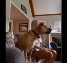 দেখুন ভিডিও, খেলা দেখার সময় উত্তেজনার বশে লাফিয়ে উঠতে গিয়ে সোফা থেকে গড়িয়ে পড়ল কুকুর!