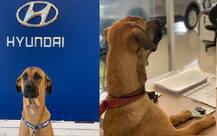 শো-রুমের সামনে দিনের পর দিন অপেক্ষা, অবশেষে কুকুর গাড়ির সেলসম্যান! ছবি শেয়ার করলেন স্বস্তিকা