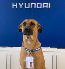 শো-রুমের সামনে দিনের পর দিন অপেক্ষা, অবশেষে কুকুর গাড়ির সেলসম্যান! ছবি শেয়ার করলেন স্বস্তিকা