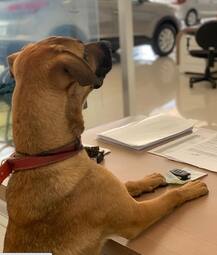 শো-রুমের সামনে দিনের পর দিন অপেক্ষা, অবশেষে কুকুর গাড়ির সেলসম্যান! ছবি শেয়ার করলেন স্বস্তিকা