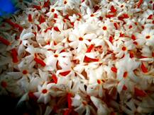 কাল রাম মন্দিরের ভূমিপূজার সময় প্রধানমন্ত্রী বসিয়েছিলেন পারিজাতের চারা, কী এই গাছের বৈশিষ্ট্য