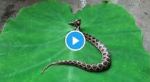 ভিডিও ভাইরাল, মহারাষ্ট্রে উদ্ধার বিরল দুই মাথাওয়ালা সাপ