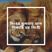 দিনে ২০ ঘণ্টা ঘুম, ঘণ্টায় ৮০ কিমি গতিতে দৌড়, সিংহর চরিত্র সত্যিই বর্ণময়