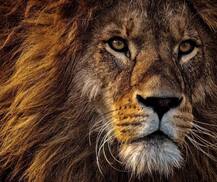 দিনে ২০ ঘণ্টা ঘুম, ঘণ্টায় ৮০ কিমি গতিতে দৌড়, সিংহর চরিত্র সত্যিই বর্ণময়