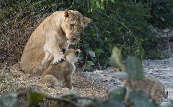 Picture of lioness with her cub appears in Social media, users guess what they are talking about শাবকের সঙ্গে সিংহী, কী কথা হচ্ছে! মজাদার মন্তব্যে ভরল সোশ্যাল মিডিয়ার দেওয়াল